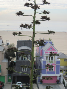 Walk With Me: Santa Monica, California