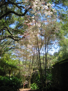 Walk With Me: Ganna Walska Lotusland