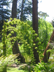 Walk With Me: Ganna Walska Lotusland