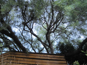 Above fences and rooftops is an undulating sea of greenery.
