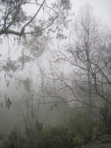 WALK WITH ME: Foggy Misty Rain