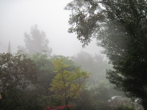 WALK WITH ME: Foggy Misty Rain