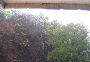 WALK WITH ME: Foggy Misty Rain