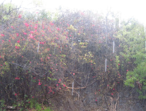 WALK WITH ME: Foggy Misty Rain
