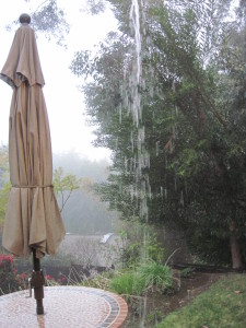 WALK WITH ME: Foggy Misty Rain