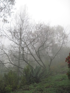 WALK WITH ME: Foggy Misty Rain