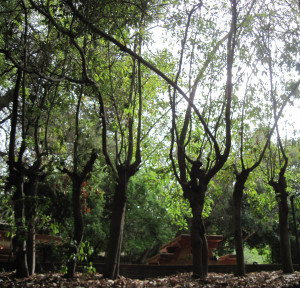 WALK WITH ME: Pacific Palisades