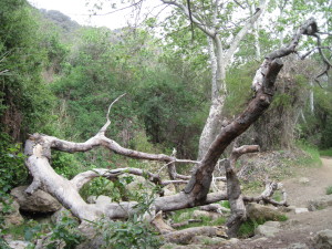 WALK WITH ME: Pacific Palisades