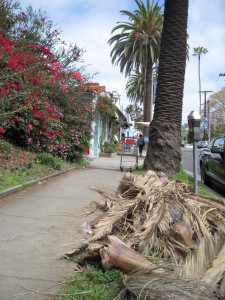WALK WITH ME: Pacific Palisades