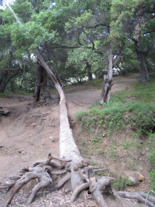 WALK WITH ME: Pacific Palisades
