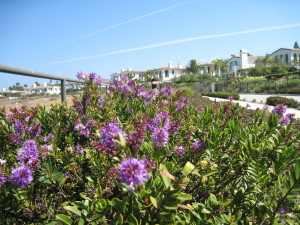 WALK WITH ME: Palos Verdes Drive West