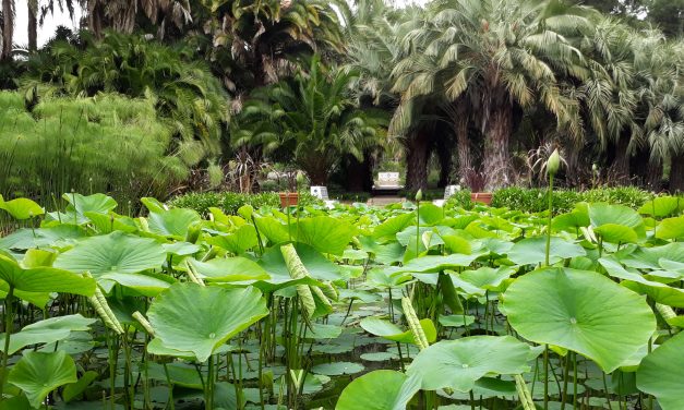 TRAVEL: Ventura and Santa Barbara Pleasures